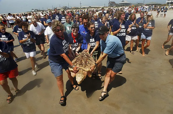 Rehabilitated Sea Turtles Returned To The Wild